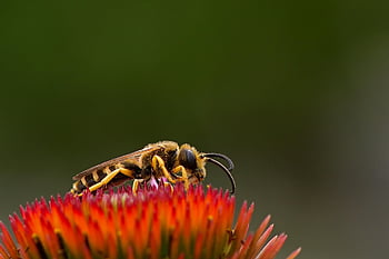 bee, furrow Bee, insect, pollinate, beautiful Flowers, pollination, flower, nature, entomology, flower Background, close Up