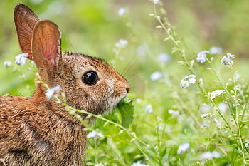 rabbit, bunny, meadow, wildlife, animal, grass, nature, baby Rabbit, outdoors, cute, photography