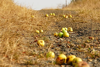 jablko, ovocný sad, ovoce, jídlo, neočekávané, sklizeň, podzim, Příroda