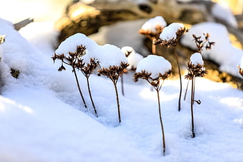 dry Flowers, plants, snow, snowy, winter, cold, nature, idyllic