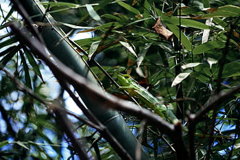 green chameleon, bamboo tree, natural camouflage, vivid green, chameleon blending, green leafed plant, chameleon environment, chameleon camouflage, green leaves, bamboo leaves, chameleon habitat