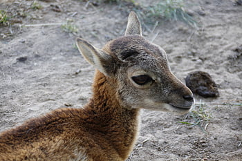 deer Baby, young Animal, wild, wildlife Park, young, baby, cute