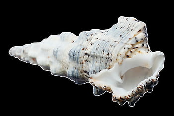 sea, shells, ocean, beach, vacation, sea Shells, sand, summer, travel, nature, marine