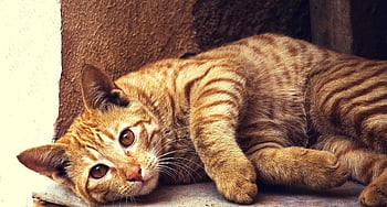 turuncu tekir kedi, yalan söyleyen kedi, beton yüzey, zencefil kedi, dokulu duvar, kapalı kedi, sakin kedi, sıcak kedi, rahat kedi, ev kedisi