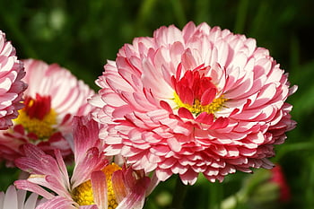 blomster, tusindfryd, Mark, farverige daisy, forår blomster, flor, prydplanter, natur, planter, flora, enge