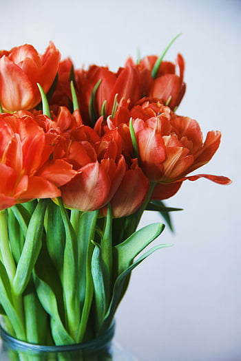 red tulips, glass vase, vibrant bouquet, spring decor, clear glass, floral arrangement, red flowers, tulip bouquet, spring flowers, flower vase, decorative flowers