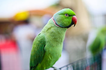 Indian Ringneck Parakeet, green parakeet, close-up shot, Dubai, outdoor, vivid, perched, bird, wildlife, nature, green feathers