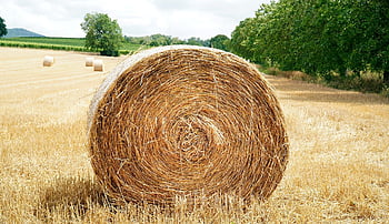 빨대, 짚 bales, 건초 bales, 곡물, 들, 농업, 수확