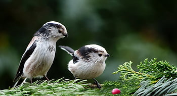 animal, pájaro, teta de cola larga, naturaleza, aegithalos caudatus, Pequeño gorrión, pájaro cantor, par, muy pequeña, forrajeo, invierno
