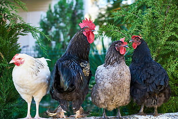 kohouti, Assorted Color Roosters, Barevná kuřata, zemědělské prostředí, Přírodní farma, Skupina kuřat, hospodářských zvířat, kuřecí plemena, Venkovní kuřata, život na farmě, drůbež