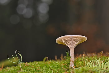 jamur cakram, jamur, jatuh, hutan, lumut, merapatkan, lantai hutan, alam, ilmu jamur