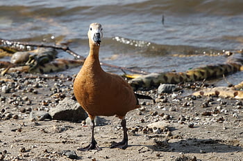 burn, duck, bird, nature, beak, feathered Race, birds, cute, beach, spring, feather