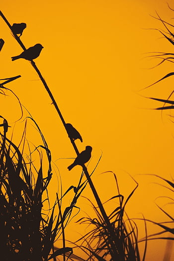 birds, sparrows, reeds, sunset, nature, dusk, silhouette