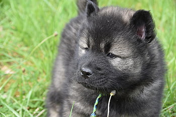 dog, puppy, young Dog Eurasier, male Eurasier Black Mask, animal, doggie, adorable, eurasier Puppy, eurasier Puppy Nako, color Dark Sable, pet