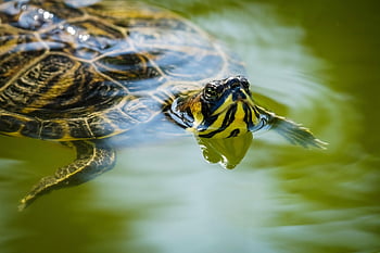 cumberland Slider, troost's Turtle, turtle, animal, reptile, wildlife, nature, water, pool, usa