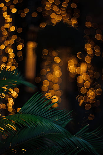 zielone liście, żółte światła, Golden Bokeh, ciepła atmosfera, bujna zieleń, światła bokeh, nocna scena, fotografia roślin, fotografia przyrodnicza, Świąteczne światła, oświetlenie zewnętrzne