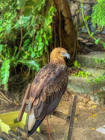 Vogel, Raubvogel, adler, Rechnung, Seeadler, Gefieder, Ave., Vogelkunde, Vögel beobachten, Tier, Natur