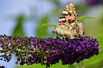 Vanessa Cardui, Blume, Schmetterling, Pollen, bestäuben, Bestäubung, Tagpfauenauge, Blumen Hintergrund, Schmetterlingsflügel, geflügeltes Insekt, blühen