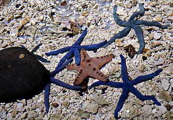 étoile de mer, la nature, créature marine, poisson, sous-marin, animal, étoile