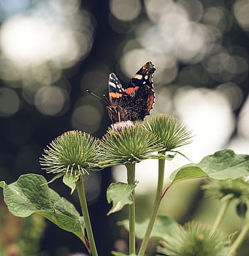 butterfly, burdock, tree, bokeh, nature, plant, flora, animal, wing, blossom, bloom