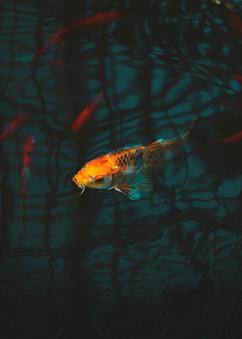 koi ryby, zblízka, Tmavé vody, Barevné odrazy, půvabný plavání, Zasahující koi, vlnící se vody, vodní život, rybník ryb, vodní hladiny, zářivé barvy