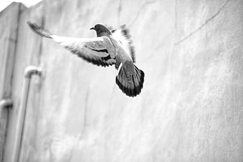 dove, pigeon, bird, flying, flight, animal, feathers, plumage, beak, bill, ornithology