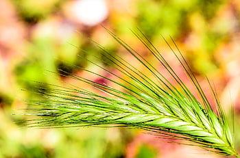 spring, nature, ears, agriculture, wheat, cultivation
