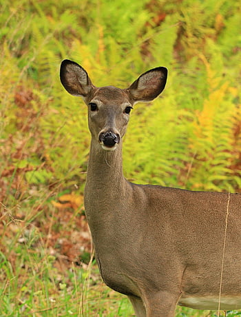 Jelen, whitetail jelen, srna, zvíře, volně žijících živočichů, Příroda, savec