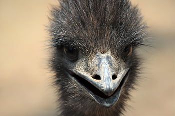 emu, funny, beautiful Nature, face, curious, close-up, cute, eyes, attention, full Hd Wallpaper, smile