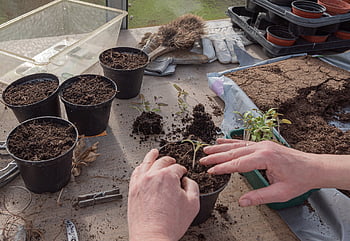 unge planter, tomater, dyrke, foretrække, spire, kimplanter, såning, natur, frø, plante, vækst