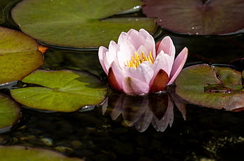 flower, water Lilly, petals, stem, plants, flower Background, buds, nature, bloom, flora, beautiful Flowers