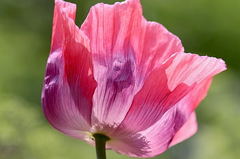 opium, opium poppy, opium jagung, papaver, bunga poppy, poppy merah muda, alam, mekar, berkembang, flora, kelopak
