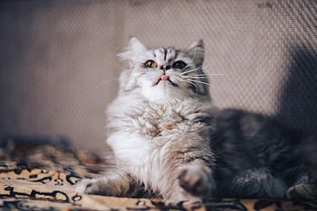 cat, playful, yellow Eyes, pedigree, striped, persian, exotic, iron, affectionate, care, animal