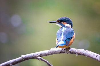 bird, kingfisher, kookaburra, branch, perched, perched Bird, feathers, ave, avian, ornithology, plumage