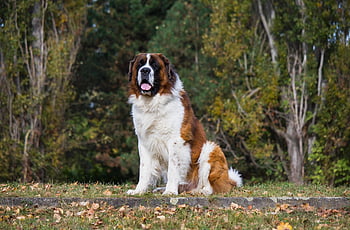 animal, dog, pet, canine, mammal, park, nature, friend, companion, fur