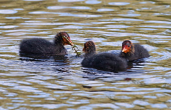 coot Chicks, ugly Chicks, coot, water Bird, nature, waterfowl, lake, baby Coot, feather, plumage, chicks