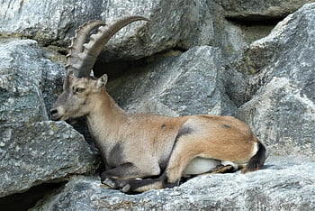 capricorn, zoo, alpenzoo, innsbruck, austria, horns, mammal, animal World, climb, gehoornd, ungulates