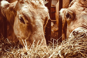 bestiame, mucche, animali, natura, cortile della fattoria, alimentazione, mammiferi, ranch, paesaggio, animali da fattoria
