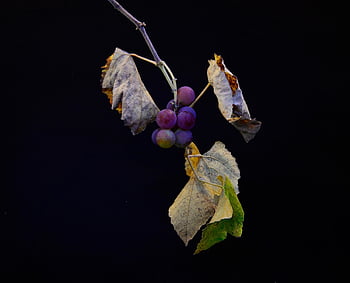 grapes, fruits, grapevine, isolated, nature, grape, autumn, lives, dark, violet