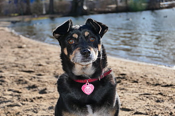 犬、 トム、 ペット、 雑種、 ハイブリッド、 動物たち、 自然、 外側、 脊椎動物、 節足動物、 ほ乳類