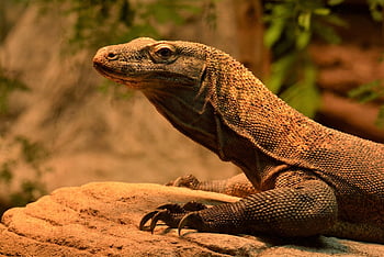 varan komodský, ještěrka, plaz, komodo monitor, volně žijících živočichů, Příroda, zvíře, Skála, drak