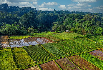 zielona trawa, widok z lotu ptaka, żywe pola uprawne, Bujna zieleń, wiejskie Java West, Indonezja, krajobraz rolniczy, naturalna sceneria, zielone pola, wiejski krajobraz, Widok pola uprawnego