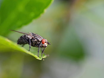 πετώ, housefly, έντομο, σύνθετα μάτια, παρασκήνια, τριχωτός, φύση, ζώο