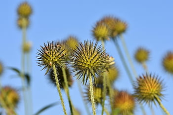 burdock, flower Background, thistles, flower Wallpaper, prickly Flower, plants, wild Flower, flower, blossom, bloom, flora
