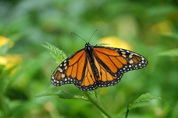 monark sommerfugl, lavt fokus, tæt på, orange vinger, sorte vinger, grønne blade, livlige farver, hviler sommerfugl, naturfotografering, sommerfuglfotografi, makrofotografering