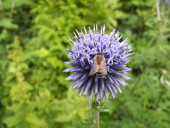 blossom, bloom, ball Thistle, bee, nectar, flower, close Up, pollination, violet, summer, purple