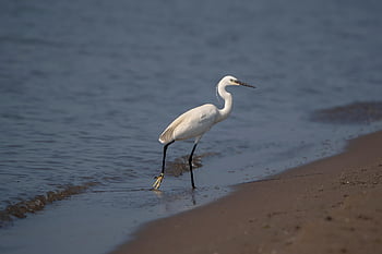 bird, egret, ornithology, species, little Egret, nature, fauna, avian, wildlife, beak, animal