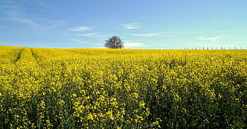 colza, fiori, campo, carta da parati floreale, fiori gialli, piante, fiore di stupro, fiori di stupro, fioritura, primavera, sfondo di fiori