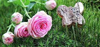 fiori rosa, vibranti rose rosa, farfalla di legno, lussureggiante erba verde, fiori che sbocciano, scena del giardino, bellezza naturale, composizione floreale, fotografia all'aperto, Blooms primaverili, elementi decorativi