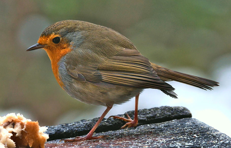bird, robin, fly, forest, winter, nature, red, small